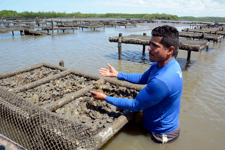 Com manejo sustentável, RN lidera produção de ostras nativas no Brasil