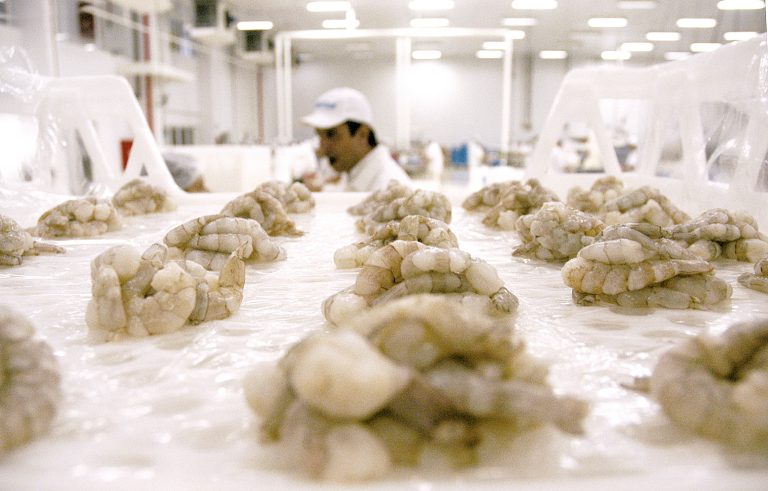 Aquicultura ultrapassa R$ 1 bilhão no RN, impulsionada pela produção de camarão